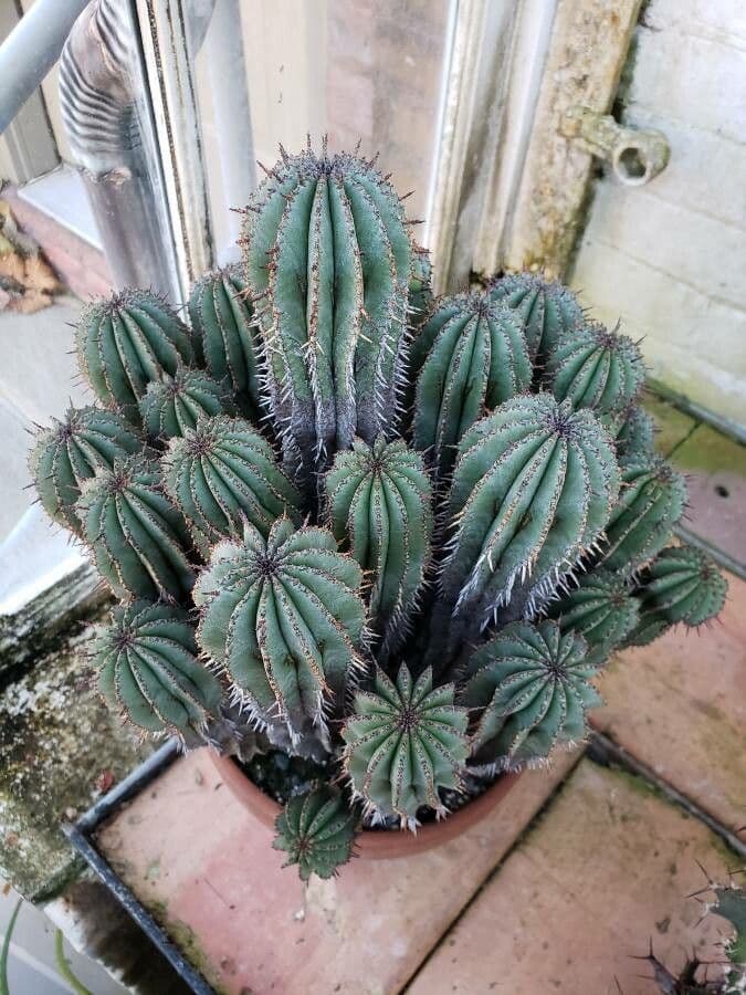 Euphorbe cériformis