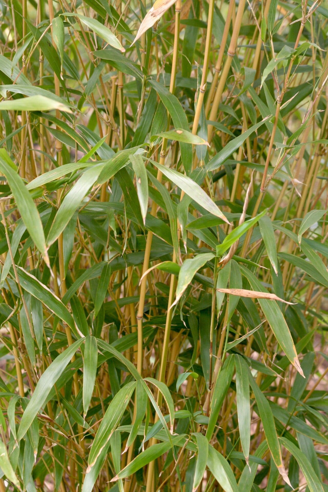 Semiarundinaria 2