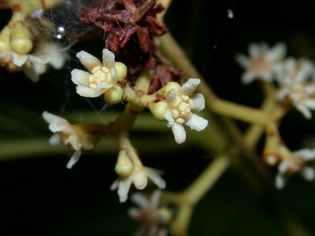 Nectandra 10
