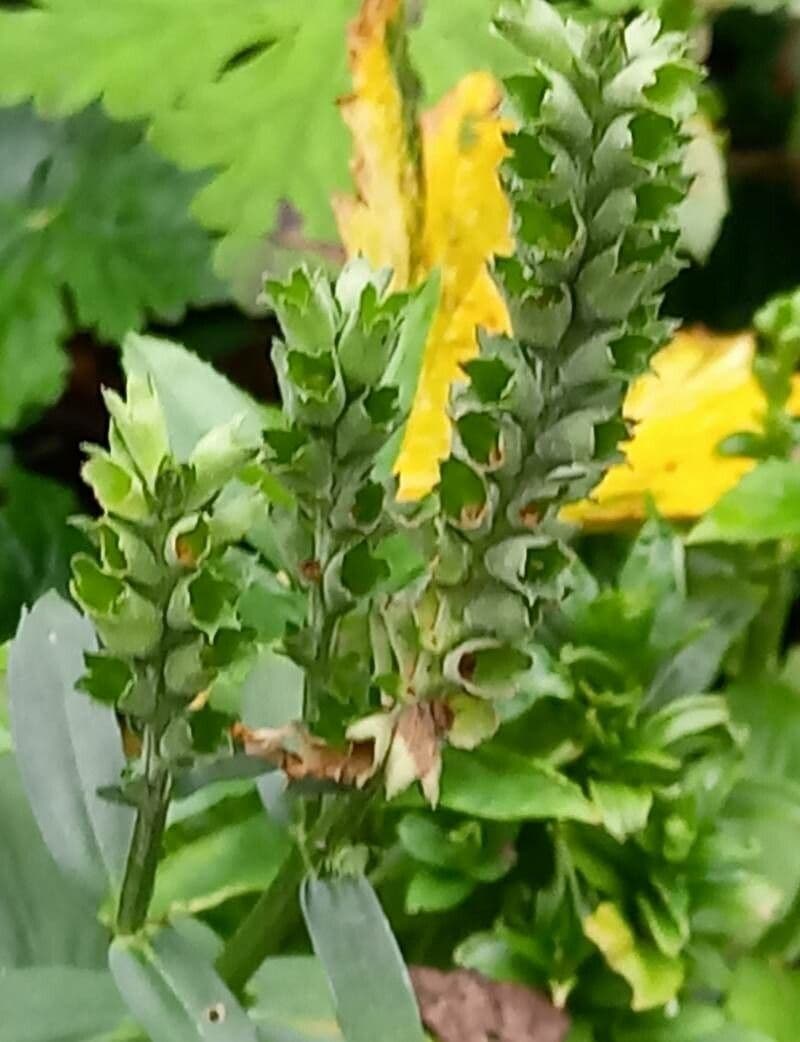 Physostegia virginiana 4