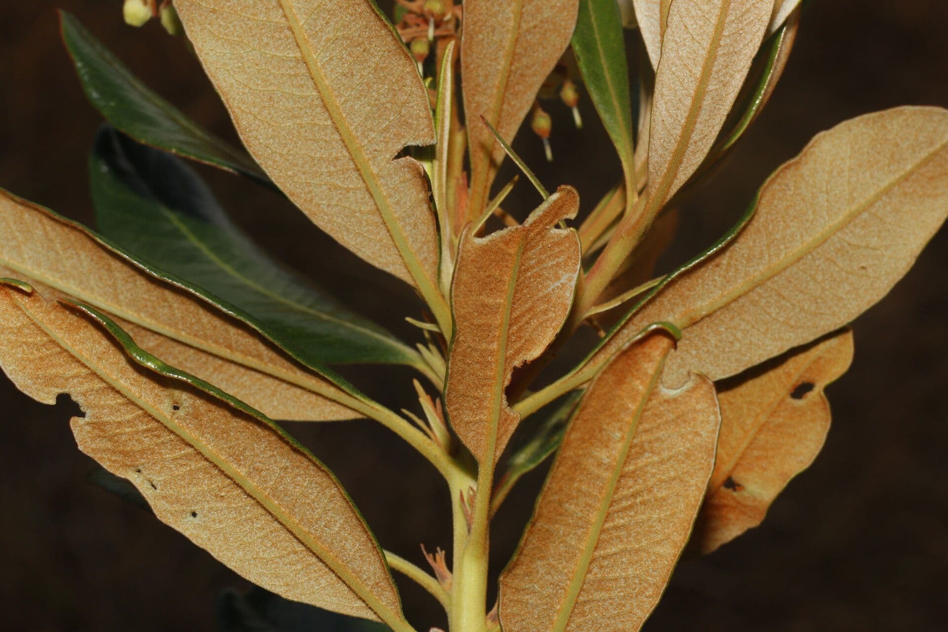 Manzanita 11