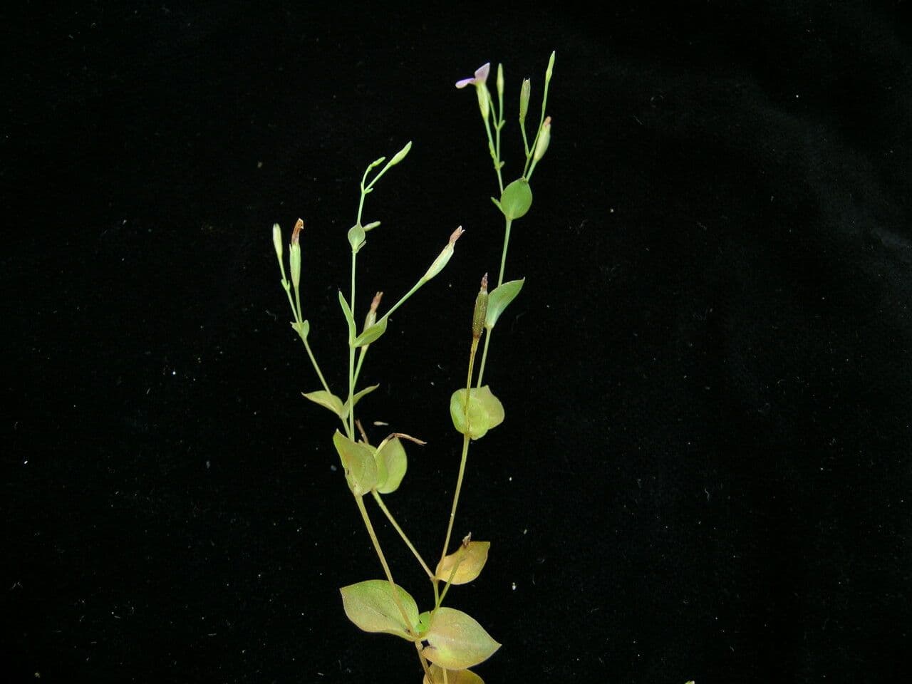 Canscora 6
