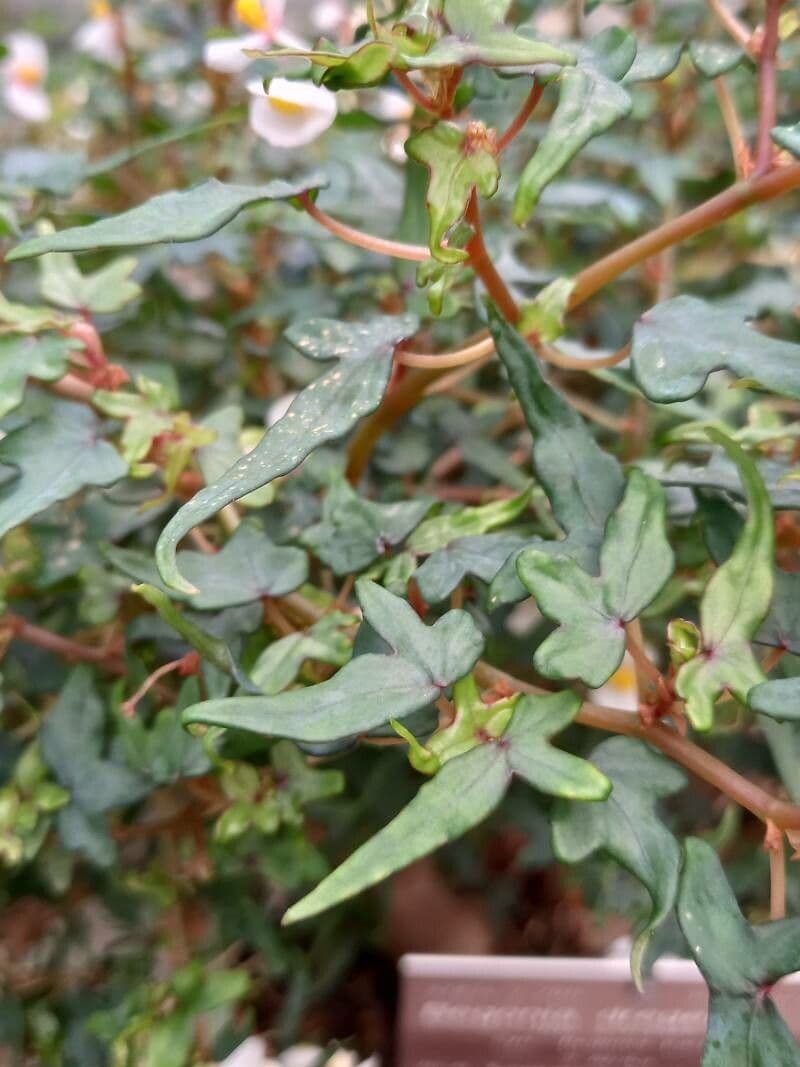 Knollenbegonie 3