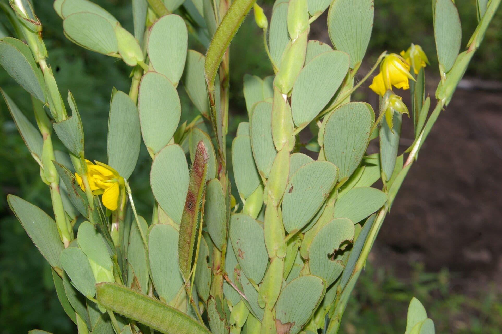 Cassia diphylla 11