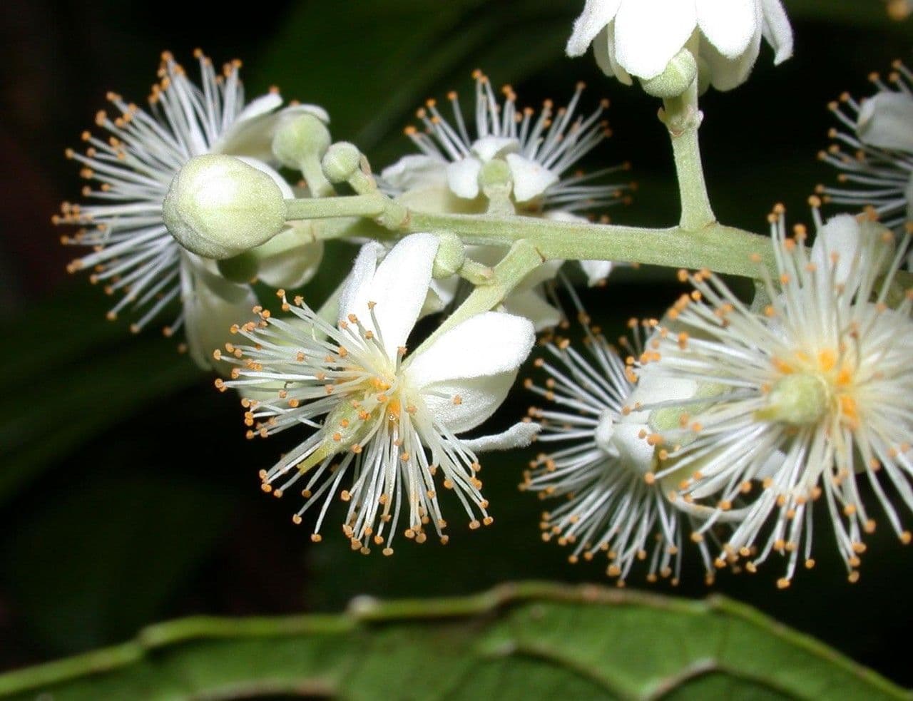 Lindens Pleuranthodendron 7