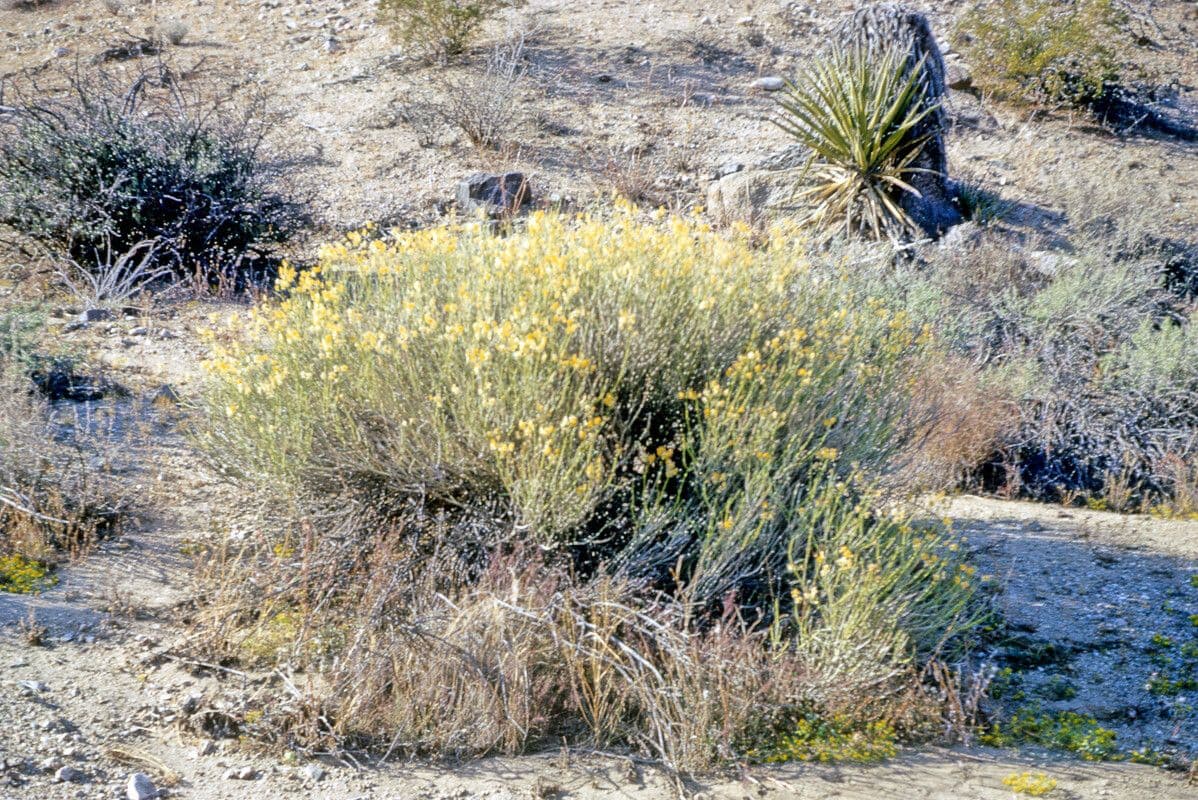 Senna del deserto 2