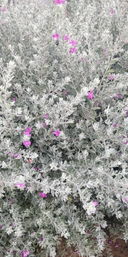 Leucophyllum candidum 12