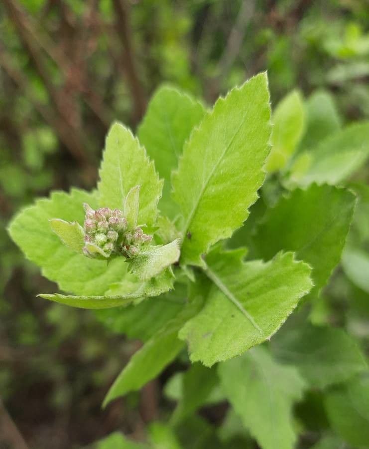Pluchea indica 14