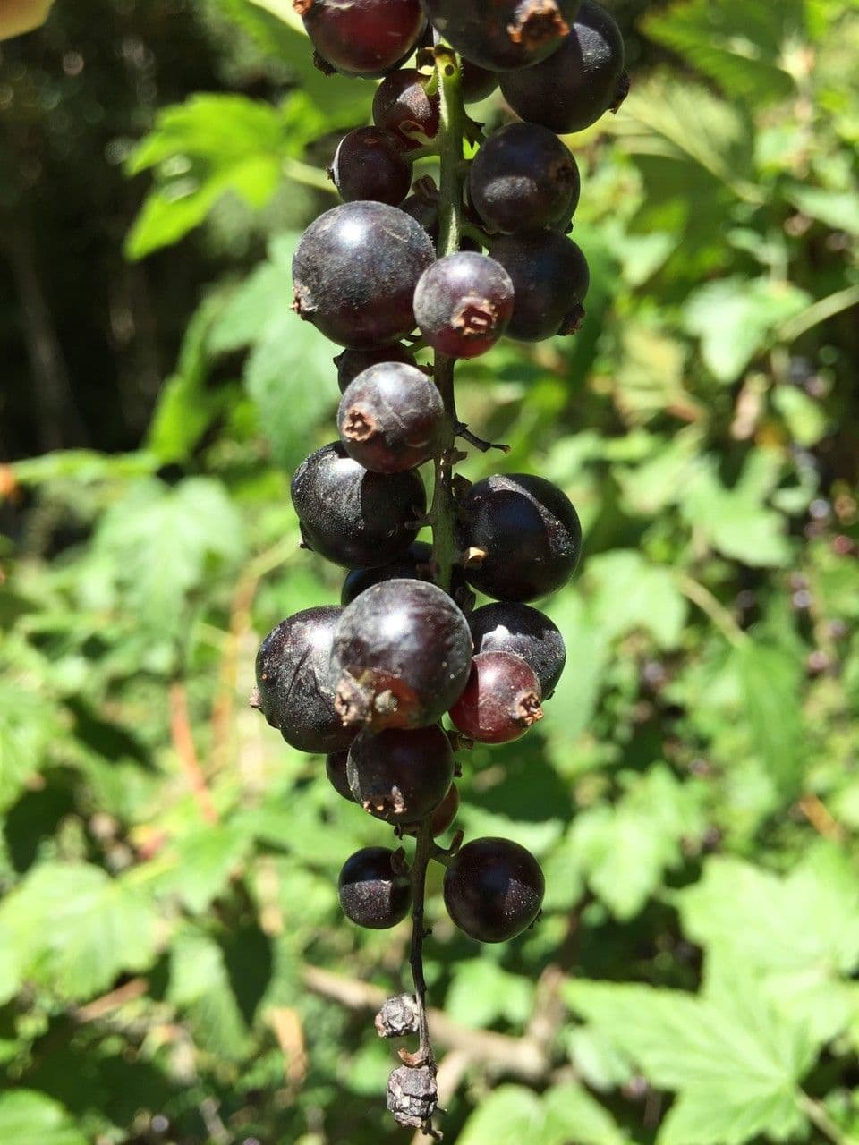 Ribes