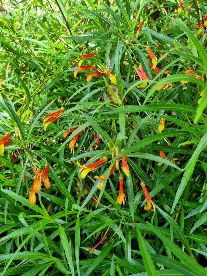 Lobelia lassiflora 10