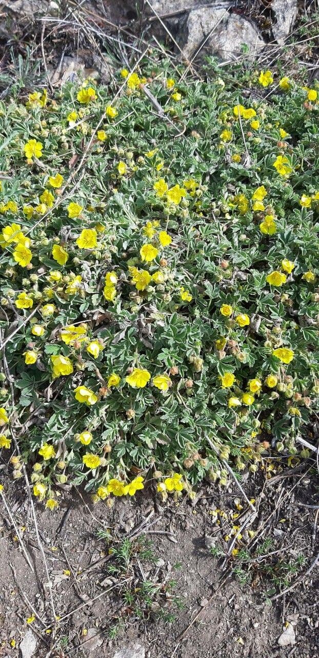 Potentilla 7