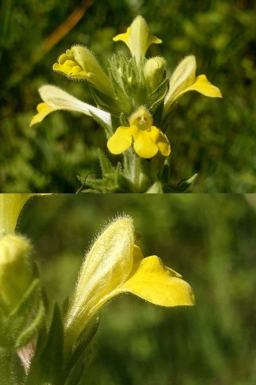 Speronella viscosa 7