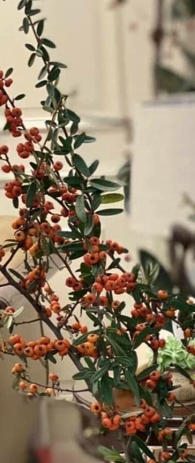 Pyracantha de Koidzumi 3