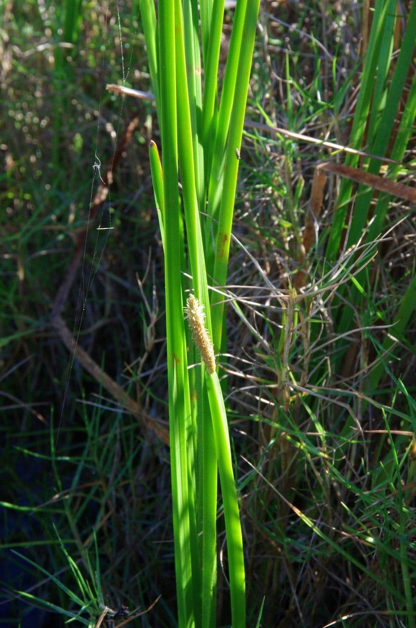 Schuppenwalz 5