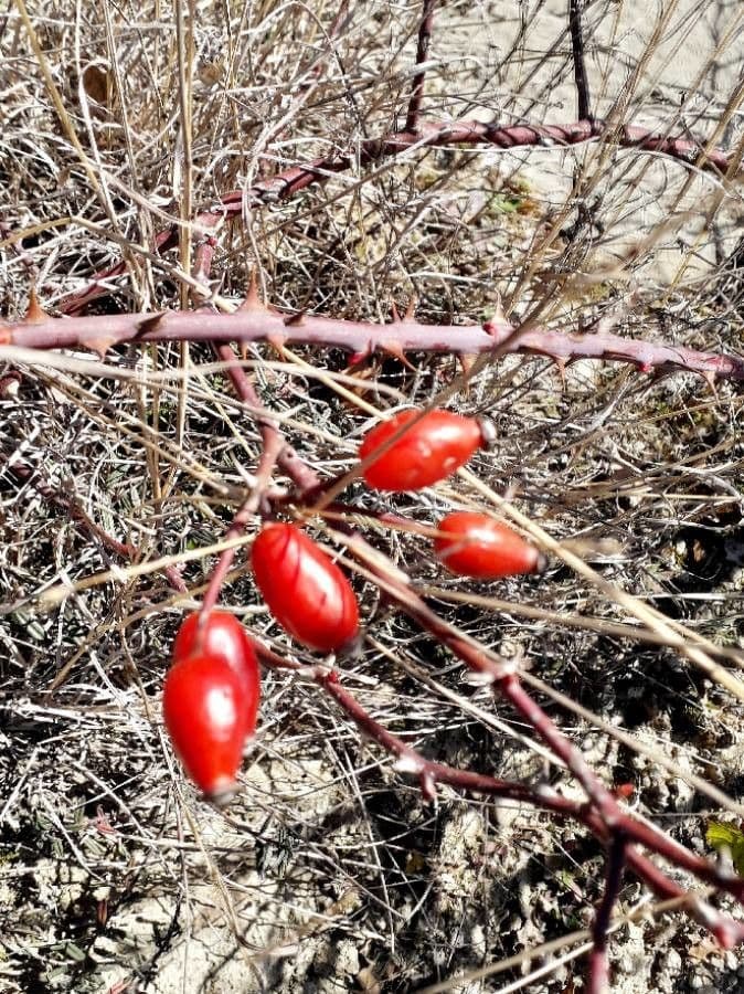 Rosa selvatica comune 3
