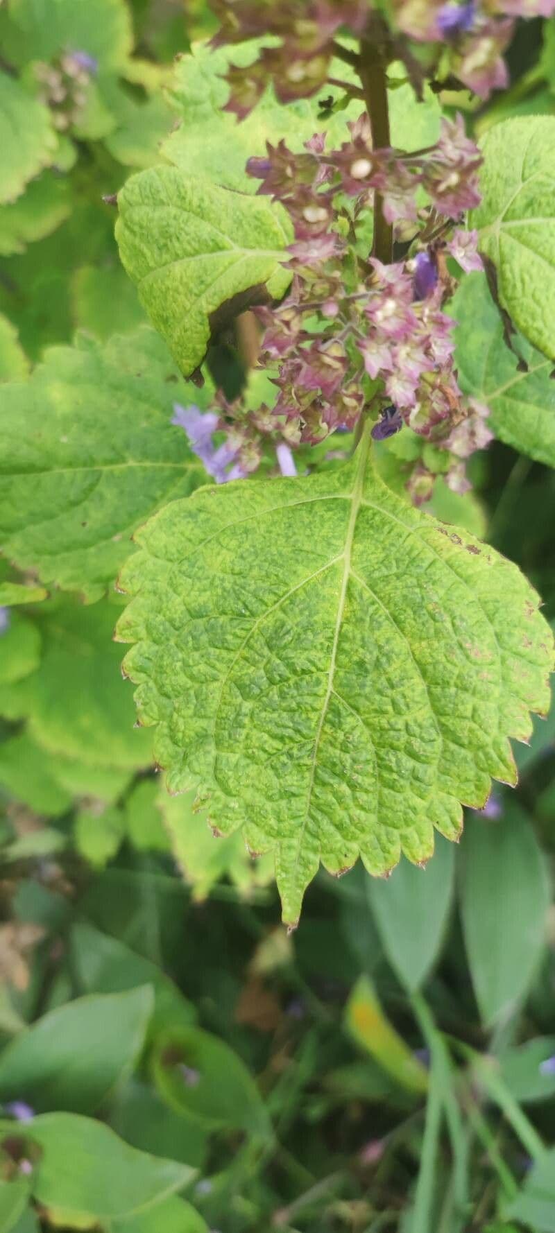 Plectranthus 9