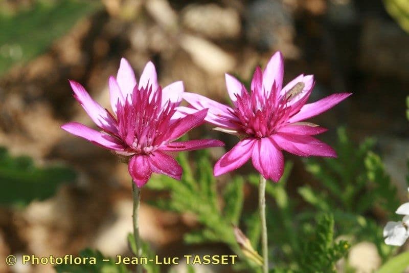 Immortelle annuale 6