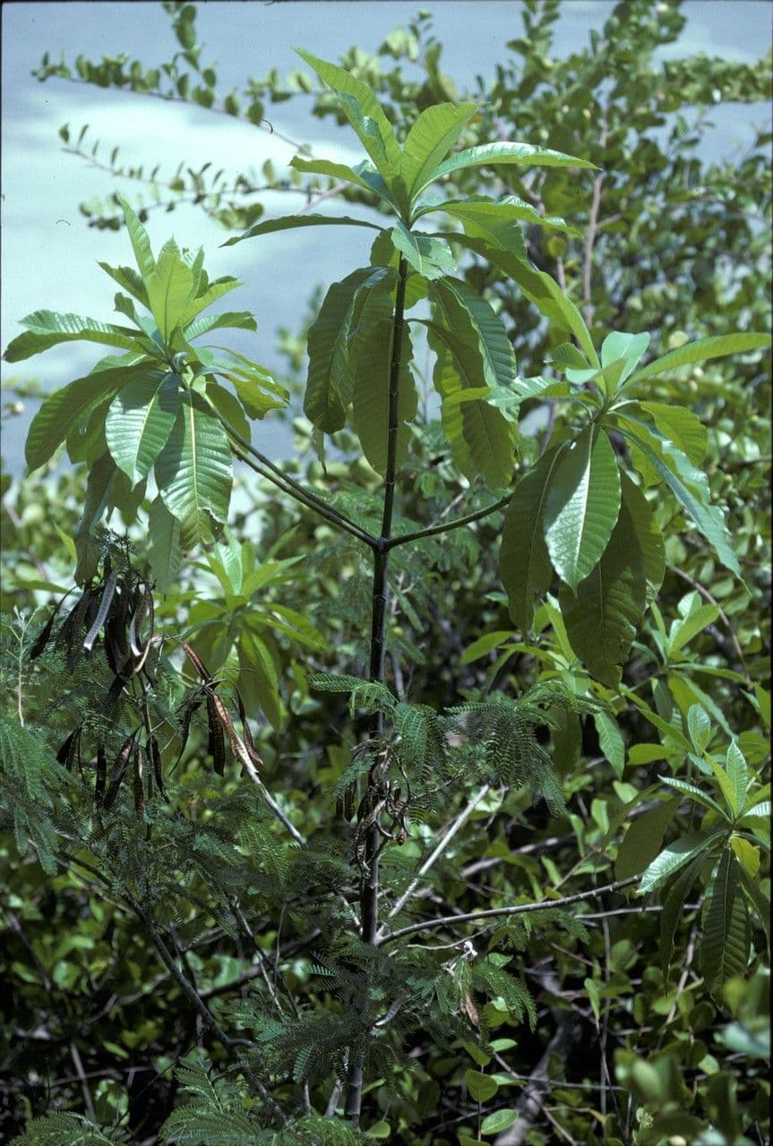 Alstonia 4