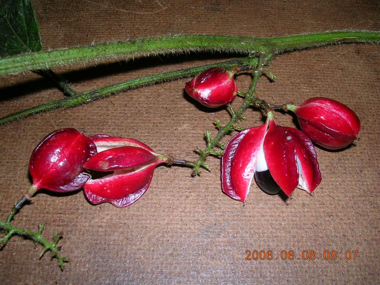 Paulinie 4
