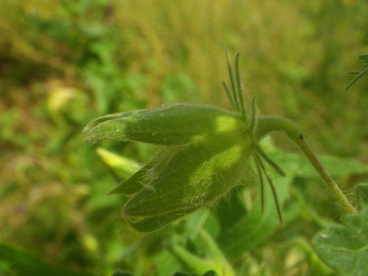 Moschus-Eibisch