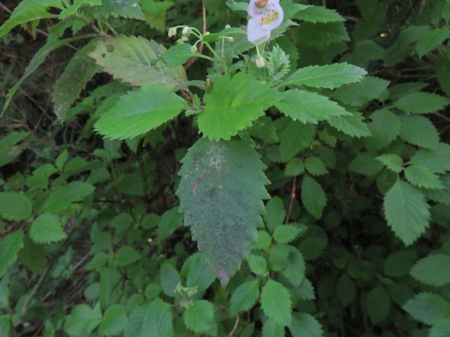 Jovellana 7