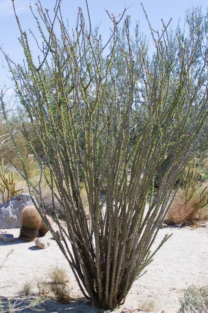 Ocotillo 11