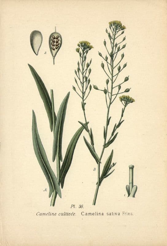 Camelina 24