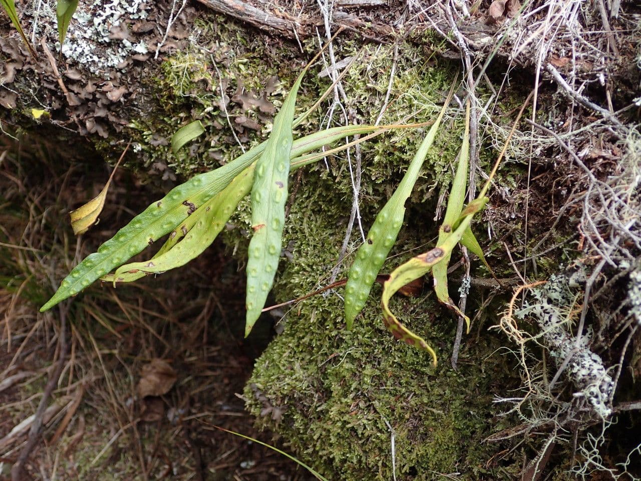 Pleopeltis macrocarpa 5