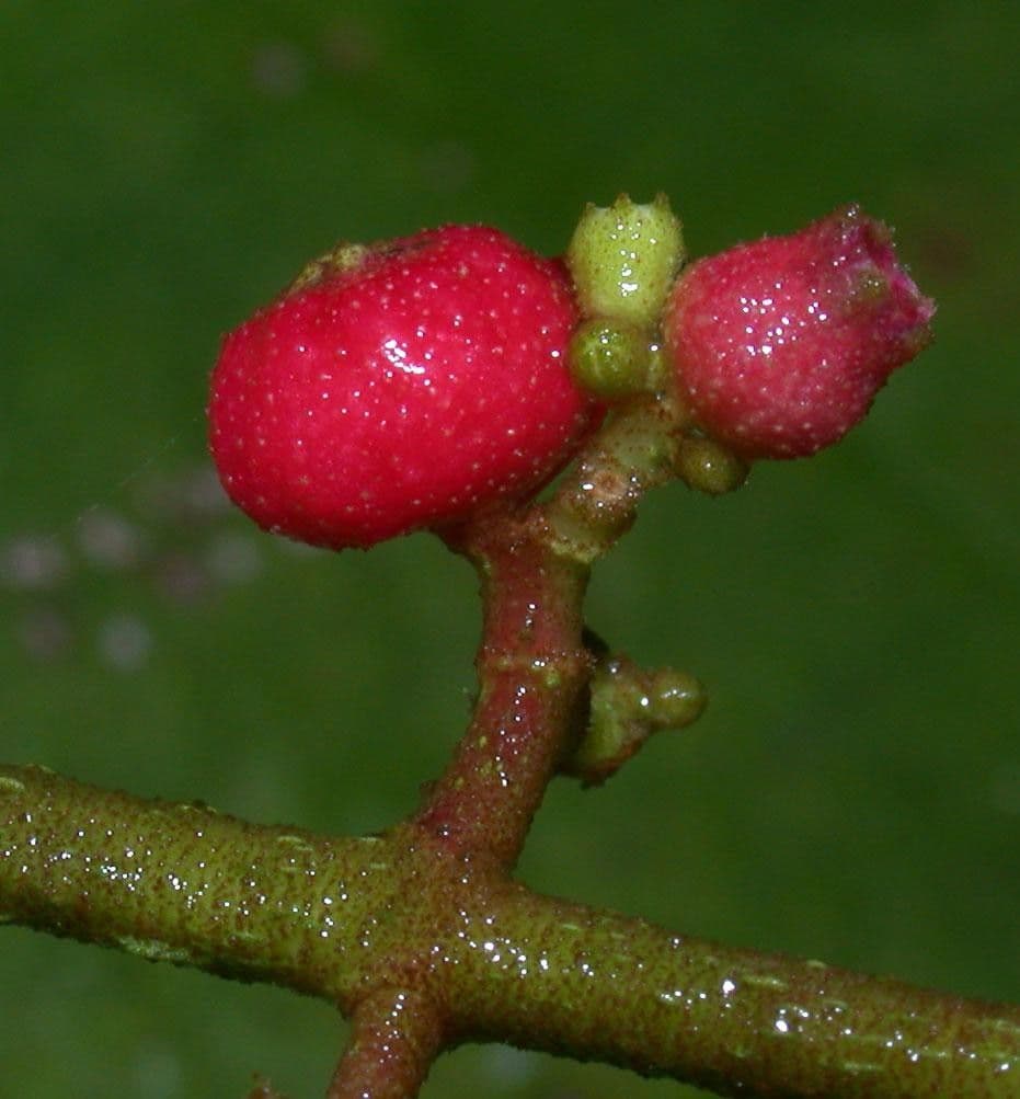Miconia 3