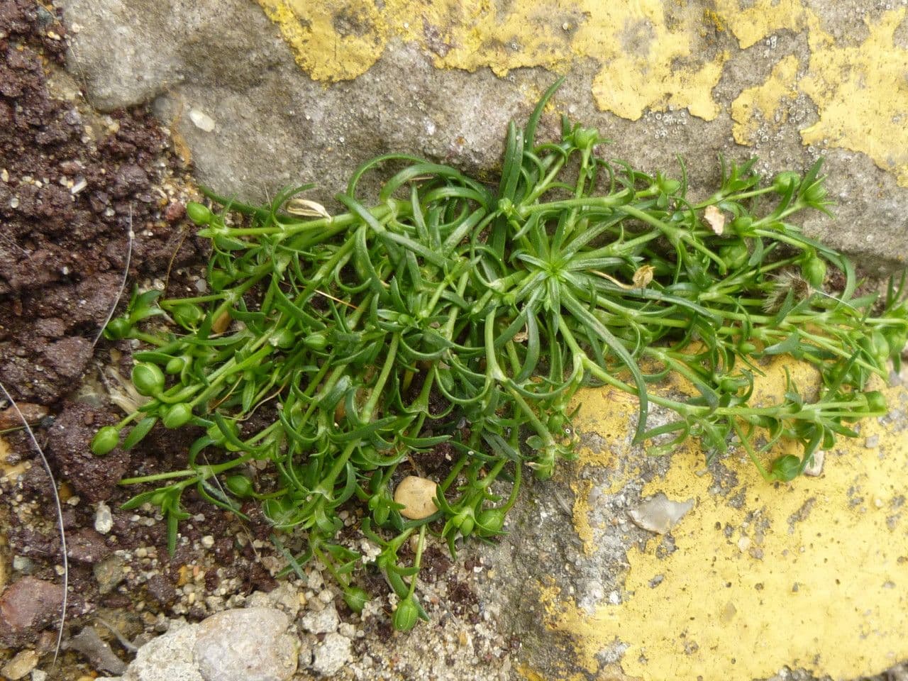 Sagina sdraiata 12