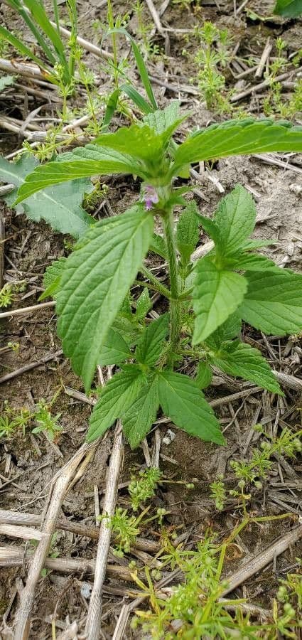 Canapetta bifida 24