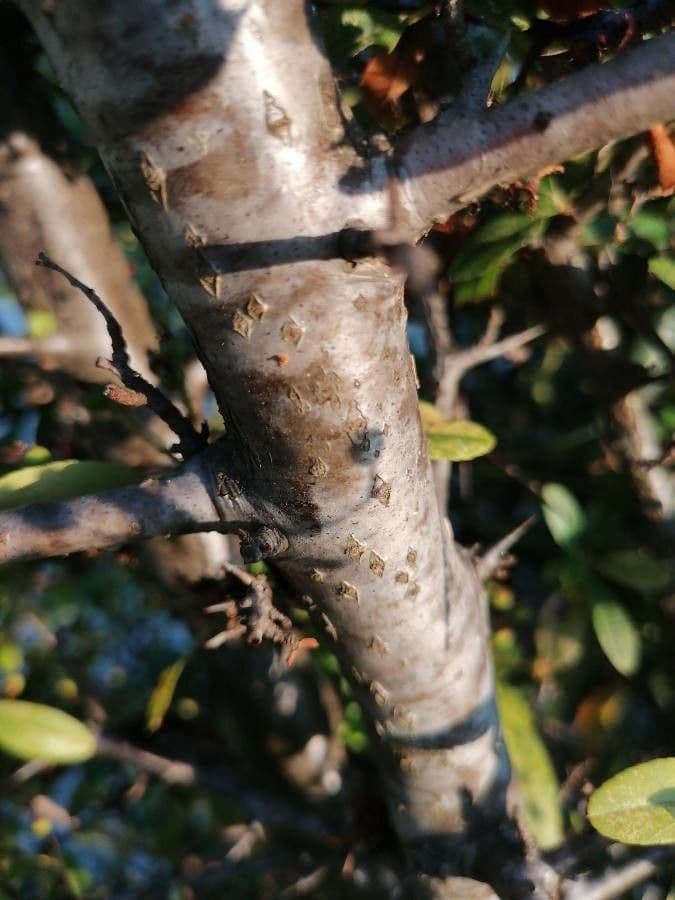 Pyracantha de Koidzumi 23
