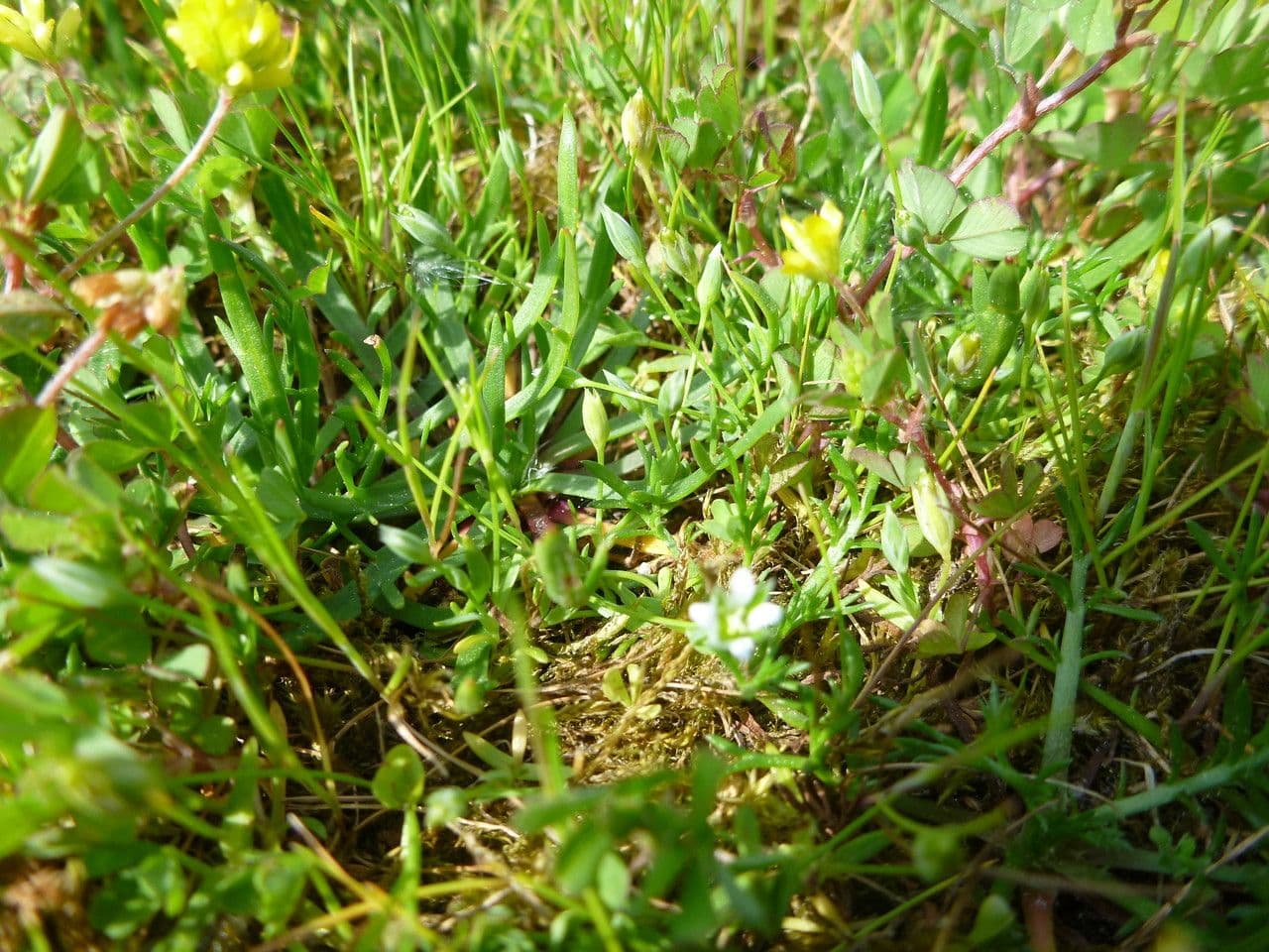 Moenchia erecta 10