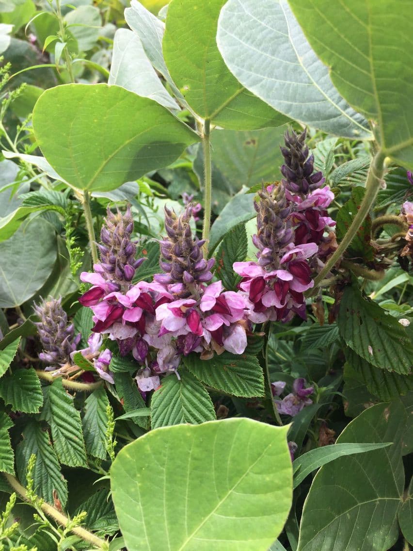 Kudzu 9