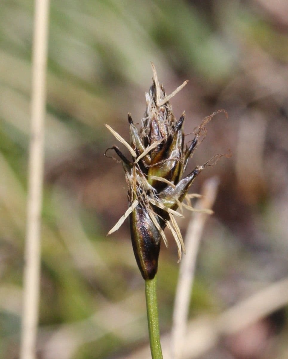 Carice curva 9
