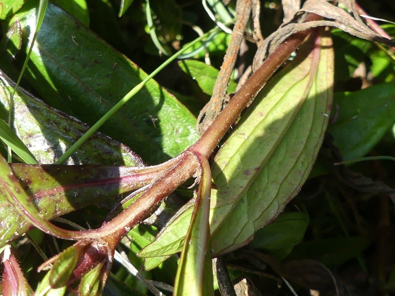 Ayapana triplinervis 18
