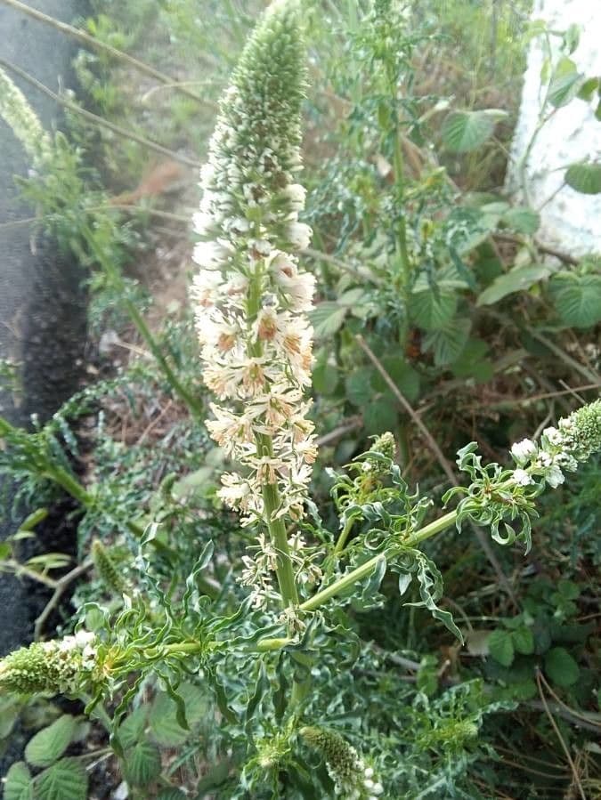 Reseda bianca 28