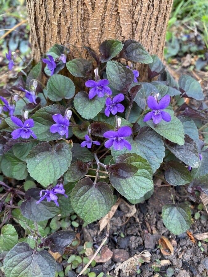 Viola del Labrador 2