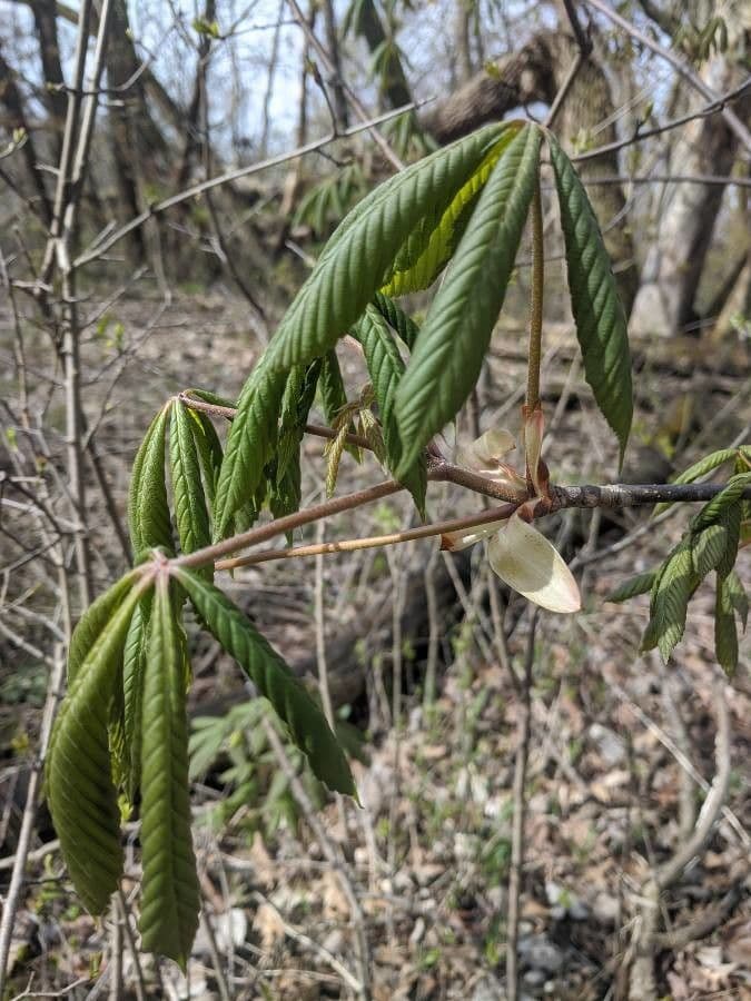 Ippocastano dell'Ohio 8