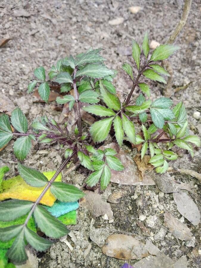 Astilbe giapponese 20