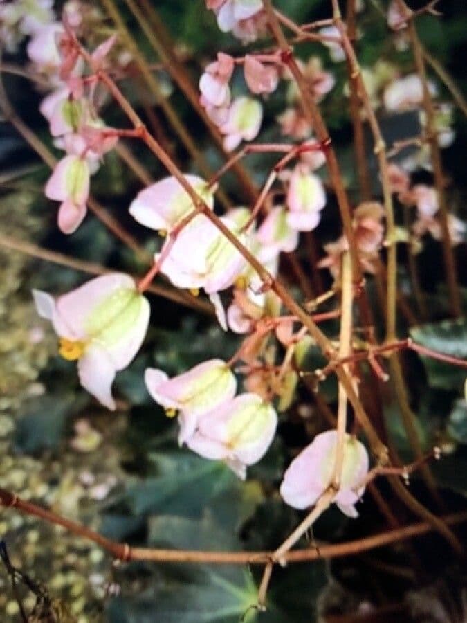 Begonia 2
