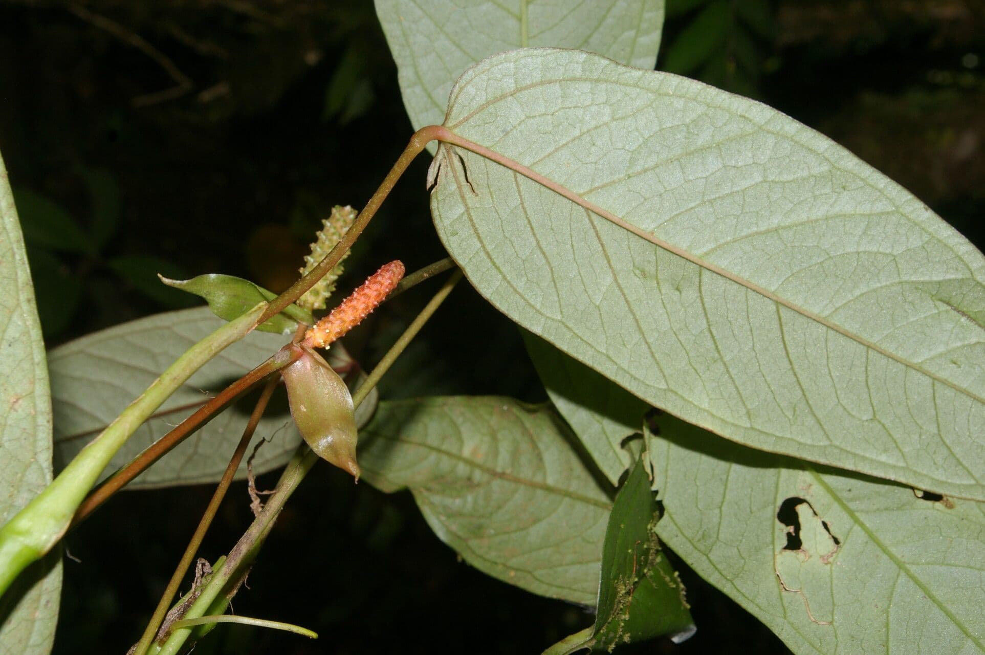 Anthurium a spata piccola 10