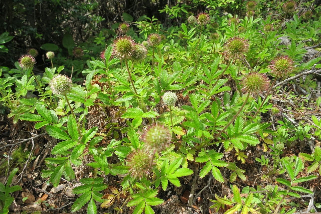 Acaena 11