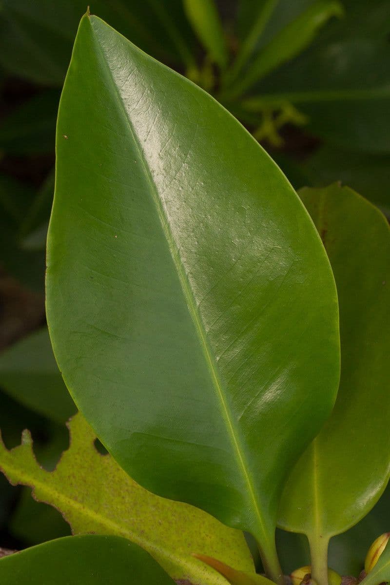 Rhizophora 12