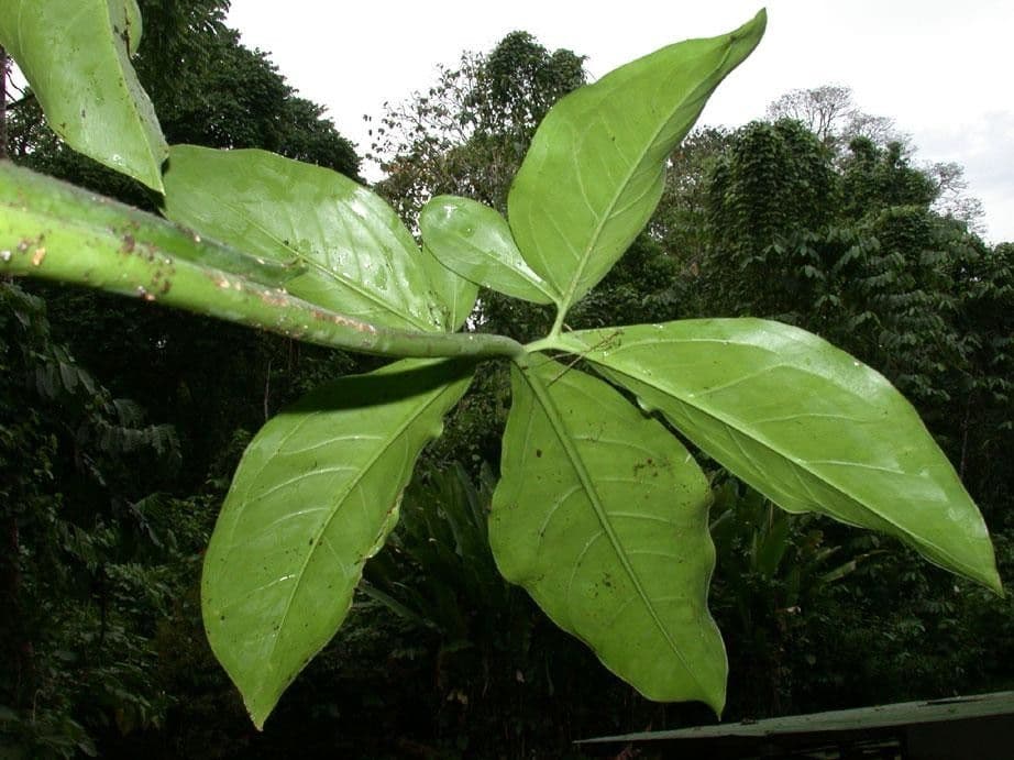 Syngonium 10