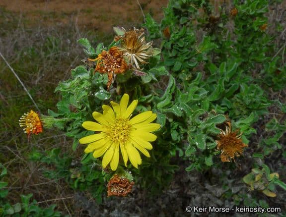 Heterotheca 6