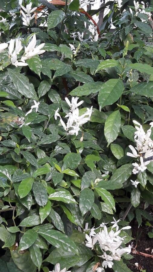 Whitfieldia 6