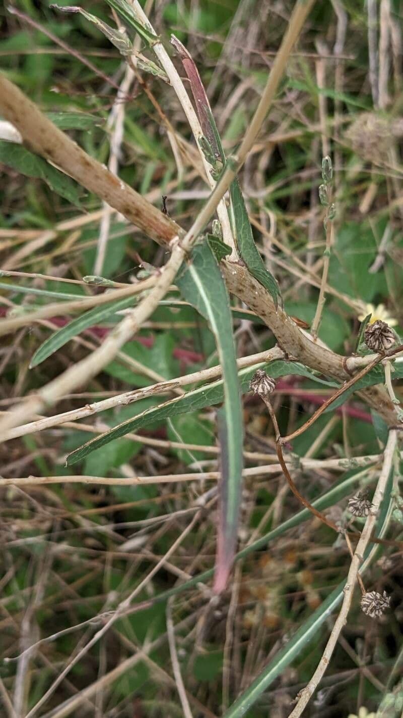 Lactuca saligna 16