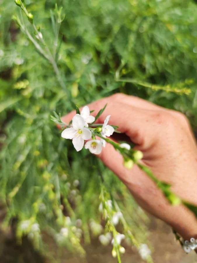 Gomphostigma virgatum 3