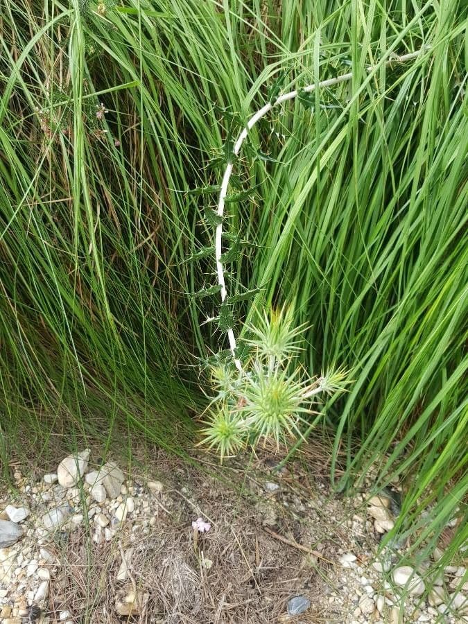 Ptilostemon 12
